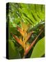 Heliconia, Costa Rica-Robert Harding-Stretched Canvas