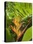 Heliconia, Costa Rica-Robert Harding-Stretched Canvas