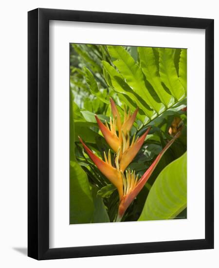 Heliconia, Costa Rica-Robert Harding-Framed Photographic Print