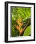 Heliconia, Costa Rica-Robert Harding-Framed Photographic Print