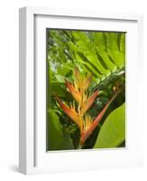 Heliconia, Costa Rica-Robert Harding-Framed Photographic Print