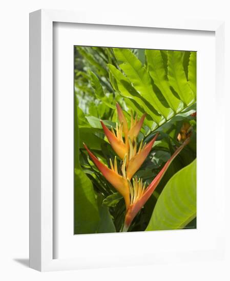 Heliconia, Costa Rica-Robert Harding-Framed Photographic Print