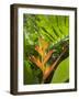 Heliconia, Costa Rica-Robert Harding-Framed Photographic Print