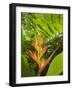 Heliconia, Costa Rica-Robert Harding-Framed Photographic Print