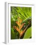 Heliconia, Costa Rica-Robert Harding-Framed Photographic Print