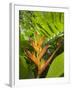 Heliconia, Costa Rica-Robert Harding-Framed Photographic Print