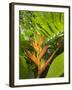 Heliconia, Costa Rica-Robert Harding-Framed Photographic Print