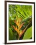 Heliconia, Costa Rica-Robert Harding-Framed Photographic Print