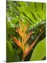 Heliconia, Costa Rica-Robert Harding-Mounted Photographic Print