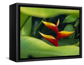 Heliconia Flower (Bird of Paradise), Tropical Rainforest, Dominica, Caribbean, Central America-Fred Friberg-Framed Stretched Canvas
