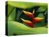 Heliconia Flower (Bird of Paradise), Tropical Rainforest, Dominica, Caribbean, Central America-Fred Friberg-Stretched Canvas