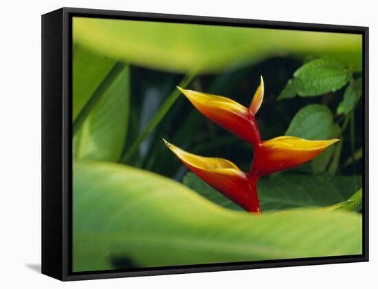 Heliconia Flower (Bird of Paradise), Tropical Rainforest, Dominica, Caribbean, Central America-Fred Friberg-Framed Stretched Canvas