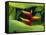 Heliconia Flower (Bird of Paradise), Tropical Rainforest, Dominica, Caribbean, Central America-Fred Friberg-Framed Stretched Canvas