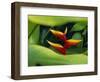 Heliconia Flower (Bird of Paradise), Tropical Rainforest, Dominica, Caribbean, Central America-Fred Friberg-Framed Photographic Print