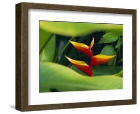 Heliconia Flower (Bird of Paradise), Tropical Rainforest, Dominica, Caribbean, Central America-Fred Friberg-Framed Photographic Print