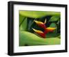 Heliconia Flower (Bird of Paradise), Tropical Rainforest, Dominica, Caribbean, Central America-Fred Friberg-Framed Photographic Print