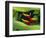 Heliconia Flower (Bird of Paradise), Tropical Rainforest, Dominica, Caribbean, Central America-Fred Friberg-Framed Photographic Print