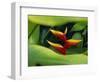 Heliconia Flower (Bird of Paradise), Tropical Rainforest, Dominica, Caribbean, Central America-Fred Friberg-Framed Photographic Print