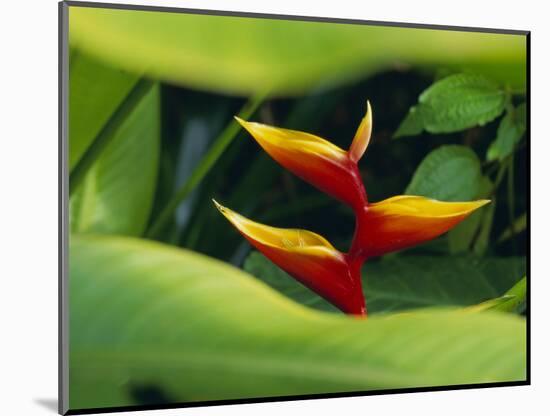 Heliconia Flower (Bird of Paradise), Tropical Rainforest, Dominica, Caribbean, Central America-Fred Friberg-Mounted Photographic Print