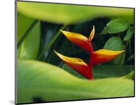 Heliconia Flower (Bird of Paradise), Tropical Rainforest, Dominica, Caribbean, Central America-Fred Friberg-Mounted Photographic Print