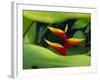 Heliconia Flower (Bird of Paradise), Tropical Rainforest, Dominica, Caribbean, Central America-Fred Friberg-Framed Photographic Print