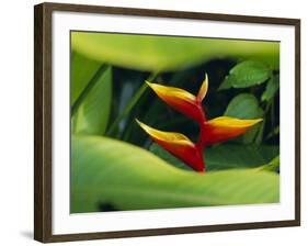 Heliconia Flower (Bird of Paradise), Tropical Rainforest, Dominica, Caribbean, Central America-Fred Friberg-Framed Photographic Print