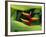 Heliconia Flower (Bird of Paradise), Tropical Rainforest, Dominica, Caribbean, Central America-Fred Friberg-Framed Photographic Print