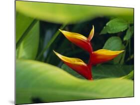 Heliconia Flower (Bird of Paradise), Tropical Rainforest, Dominica, Caribbean, Central America-Fred Friberg-Mounted Photographic Print