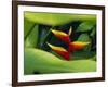 Heliconia Flower (Bird of Paradise), Tropical Rainforest, Dominica, Caribbean, Central America-Fred Friberg-Framed Photographic Print