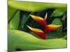 Heliconia Flower (Bird of Paradise), Tropical Rainforest, Dominica, Caribbean, Central America-Fred Friberg-Mounted Photographic Print