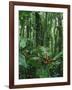 Heliconia flower, Costa Rica-Frans Lemmens-Framed Photographic Print