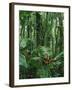 Heliconia flower, Costa Rica-Frans Lemmens-Framed Photographic Print