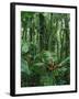 Heliconia flower, Costa Rica-Frans Lemmens-Framed Photographic Print