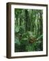 Heliconia flower, Costa Rica-Frans Lemmens-Framed Photographic Print