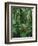 Heliconia flower, Costa Rica-Frans Lemmens-Framed Photographic Print