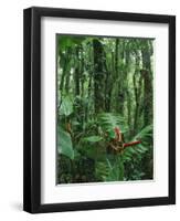 Heliconia flower, Costa Rica-Frans Lemmens-Framed Photographic Print