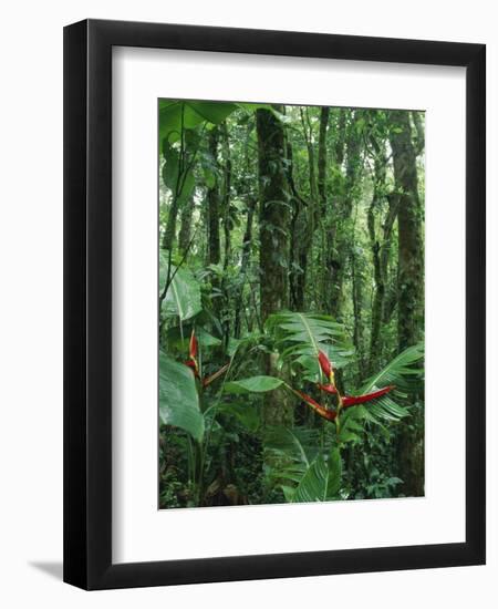 Heliconia flower, Costa Rica-Frans Lemmens-Framed Photographic Print