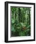 Heliconia flower, Costa Rica-Frans Lemmens-Framed Photographic Print