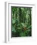 Heliconia flower, Costa Rica-Frans Lemmens-Framed Photographic Print