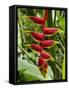 Heliconia Flower, Kula Eco Park, Coral Coast, Viti Levu, Fiji, South Pacific-David Wall-Framed Stretched Canvas