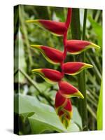 Heliconia Flower, Kula Eco Park, Coral Coast, Viti Levu, Fiji, South Pacific-David Wall-Stretched Canvas
