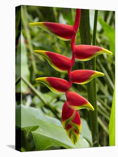 Heliconia Flower, Kula Eco Park, Coral Coast, Viti Levu, Fiji, South Pacific-David Wall-Stretched Canvas