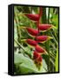 Heliconia Flower, Kula Eco Park, Coral Coast, Viti Levu, Fiji, South Pacific-David Wall-Framed Stretched Canvas