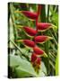 Heliconia Flower, Kula Eco Park, Coral Coast, Viti Levu, Fiji, South Pacific-David Wall-Stretched Canvas