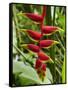 Heliconia Flower, Kula Eco Park, Coral Coast, Viti Levu, Fiji, South Pacific-David Wall-Framed Stretched Canvas