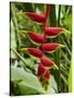 Heliconia Flower, Kula Eco Park, Coral Coast, Viti Levu, Fiji, South Pacific-David Wall-Stretched Canvas