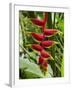 Heliconia Flower, Kula Eco Park, Coral Coast, Viti Levu, Fiji, South Pacific-David Wall-Framed Premium Photographic Print