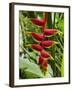 Heliconia Flower, Kula Eco Park, Coral Coast, Viti Levu, Fiji, South Pacific-David Wall-Framed Premium Photographic Print