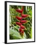 Heliconia Flower, Kula Eco Park, Coral Coast, Viti Levu, Fiji, South Pacific-David Wall-Framed Premium Photographic Print