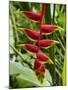 Heliconia Flower, Kula Eco Park, Coral Coast, Viti Levu, Fiji, South Pacific-David Wall-Mounted Premium Photographic Print